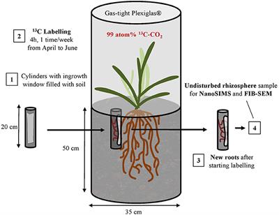 Linking 3D Soil Structure and Plant-Microbe-Soil Carbon Transfer in the Rhizosphere